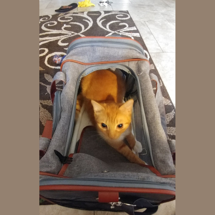 Mr. Peanut's Gold Series Standard Size Airline Compliant Pet Carrier