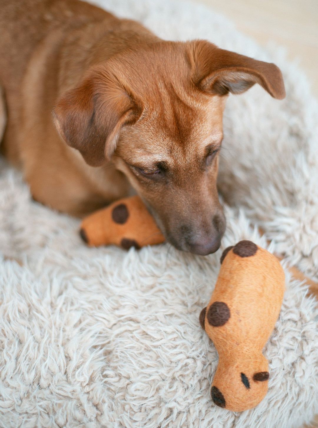 Capybara Wool Dog Toy for Fun & Eco-Friendly Play