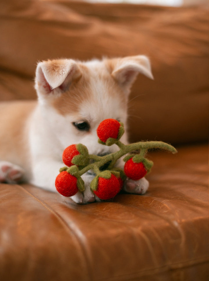 Cherry Tomato Vine Wool Dog & Cat Toy for Play