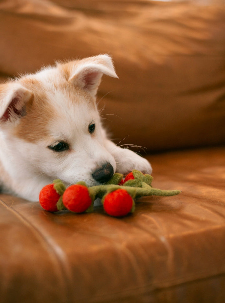 Cherry Tomato Vine Wool Dog & Cat Toy for Play