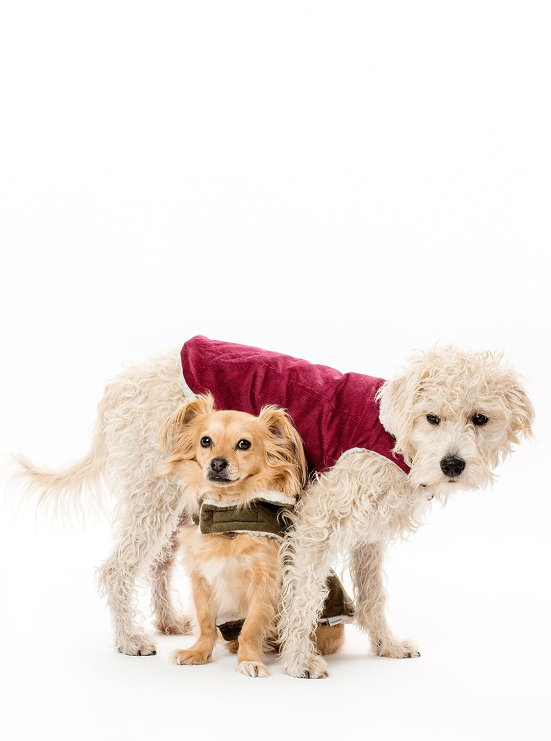 Stylish Corduroy Dog Coat for Fall Comfort
