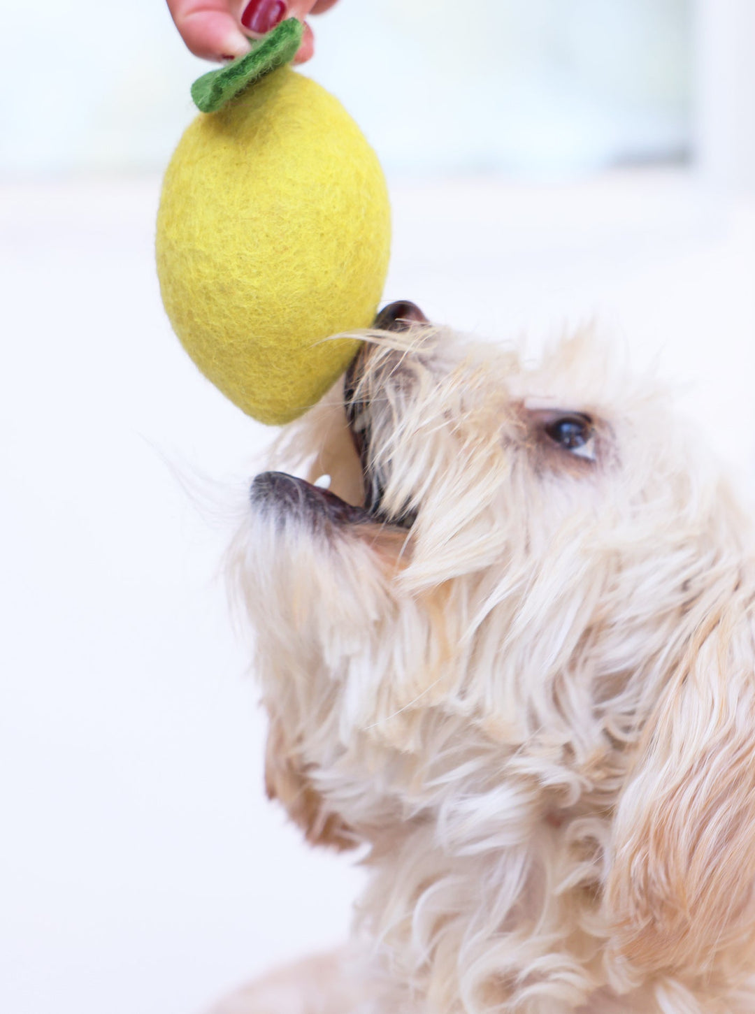 Wool Dog and Cat Toy - Lemon Shape Set of 2