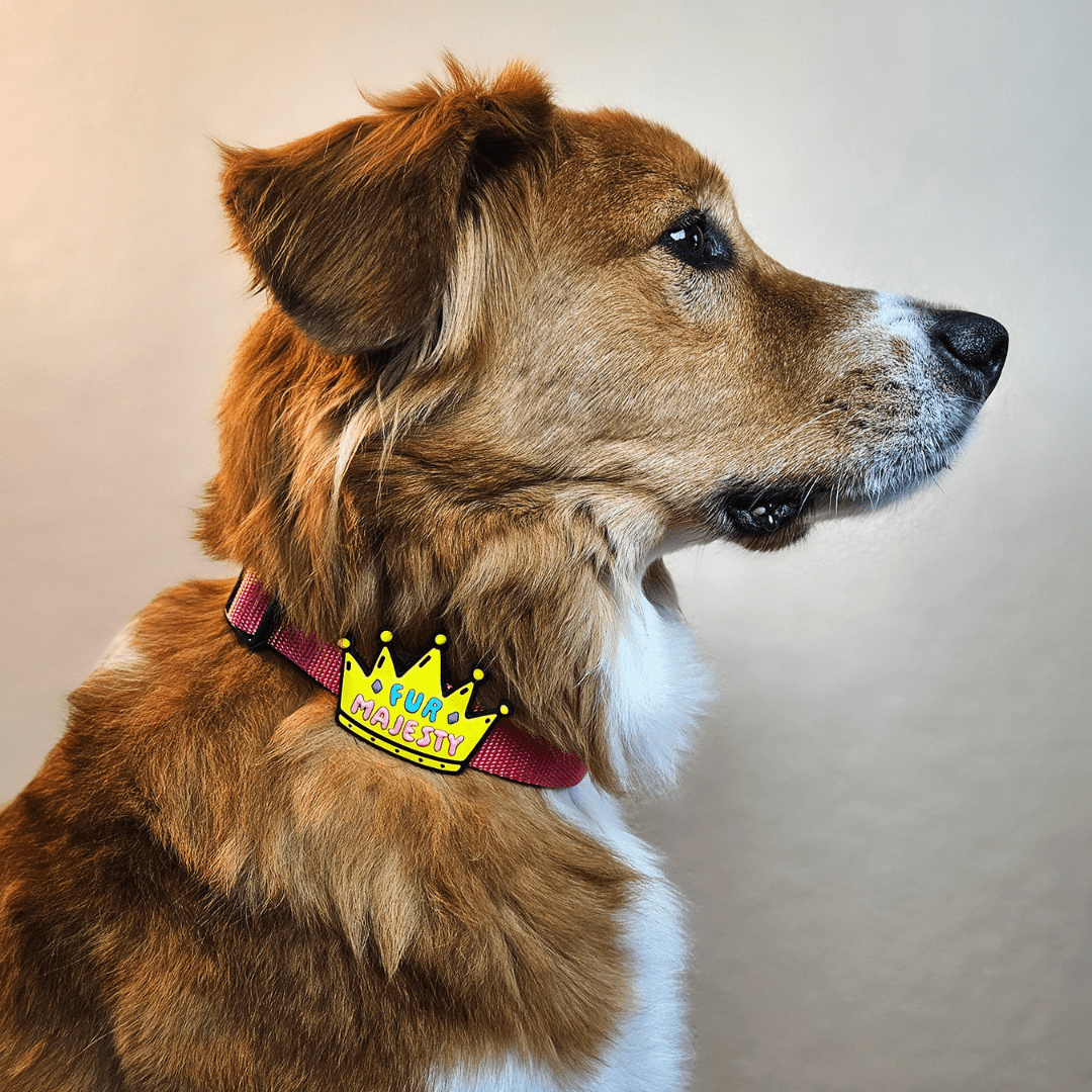 Fur Majesty Dog Jiby