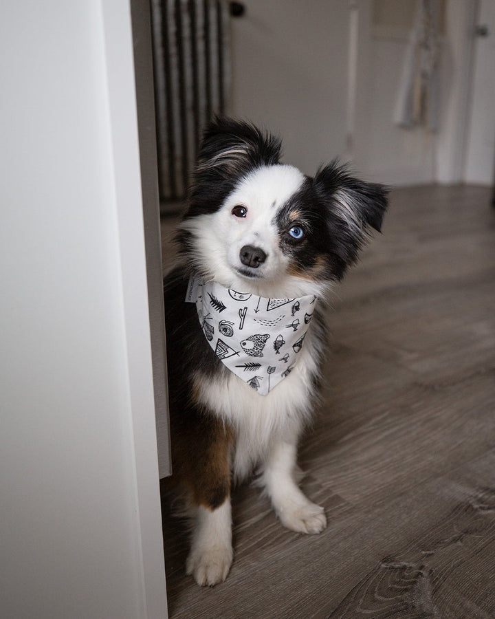 Dog Adventure Bandanas for Every Journey