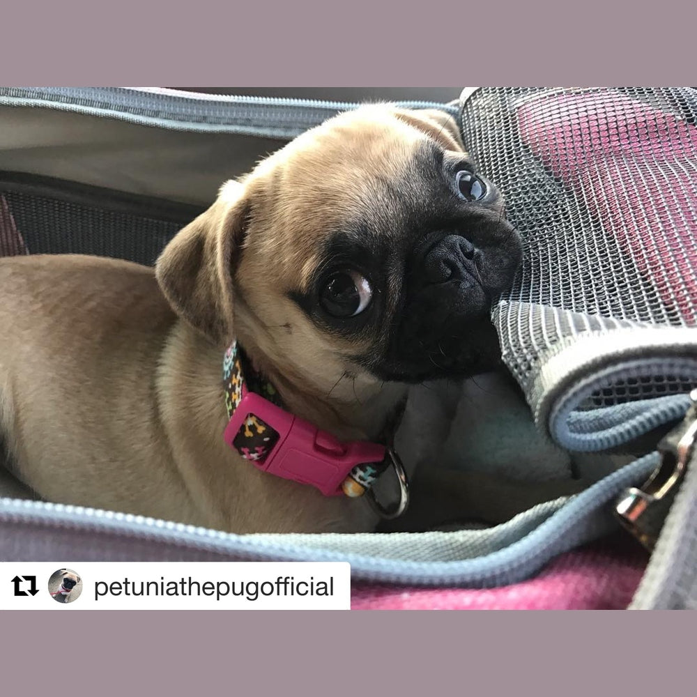 Mr. Peanut's Gold Series Standard Size Airline Compliant Pet Carrier