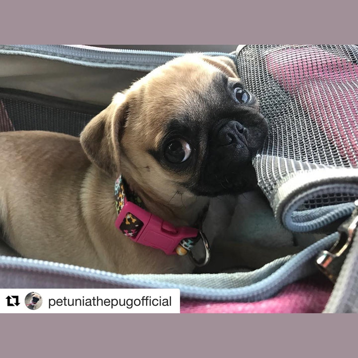 Mr. Peanut's Gold Series Standard Size Airline Compliant Pet Carrier