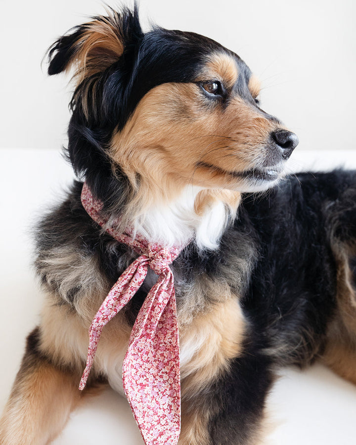 Adventure Necktie for Dogs and Pets - Unique Design