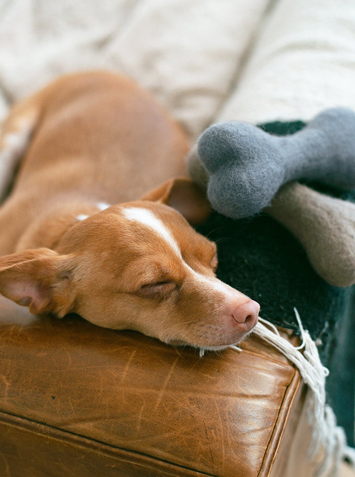NEUTRAL WOOLBONE Eco-Friendly Wool Dog Toy