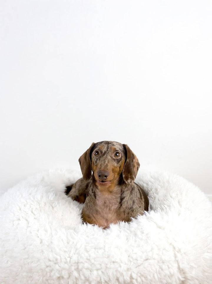 POD DOG BED