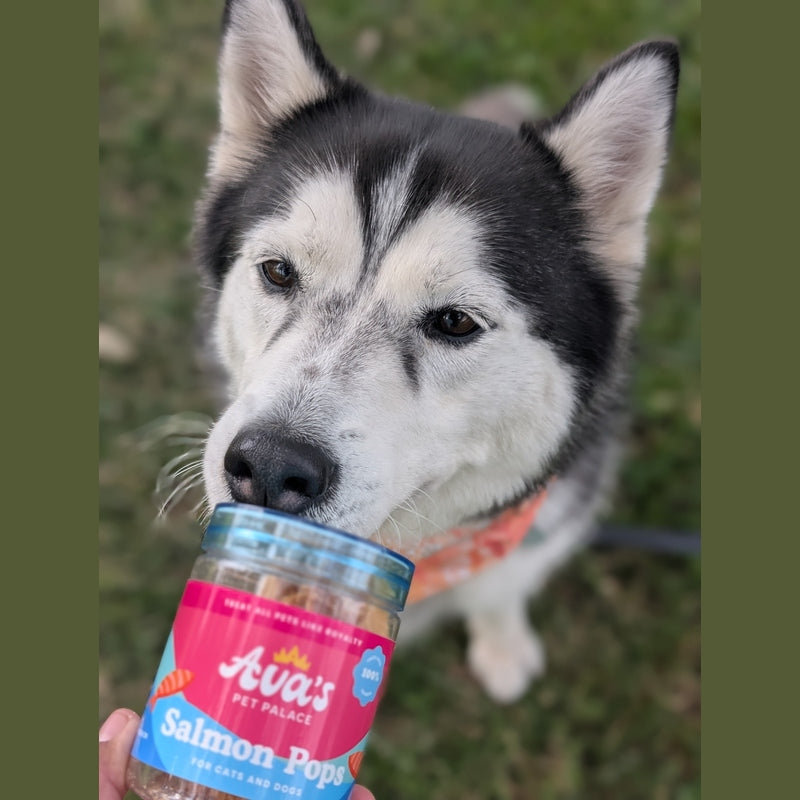 Freeze Dried Salmon - Salmon Pops