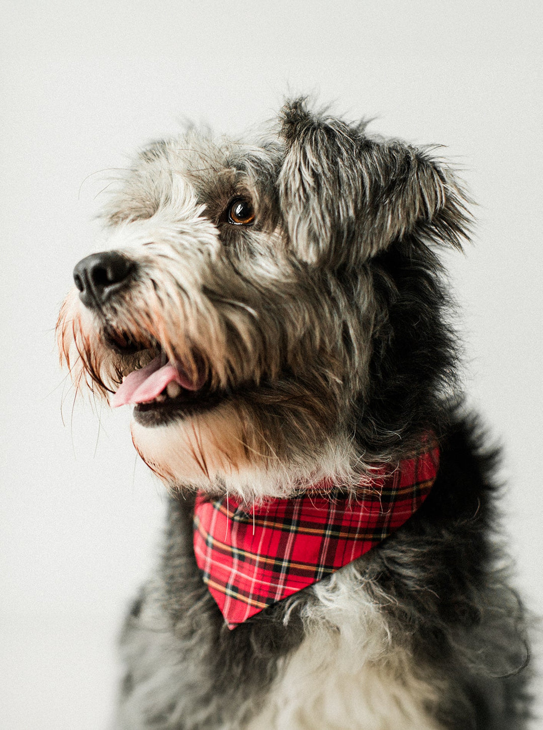 Holiday Plaid Dog Bandana for Stylish Pets