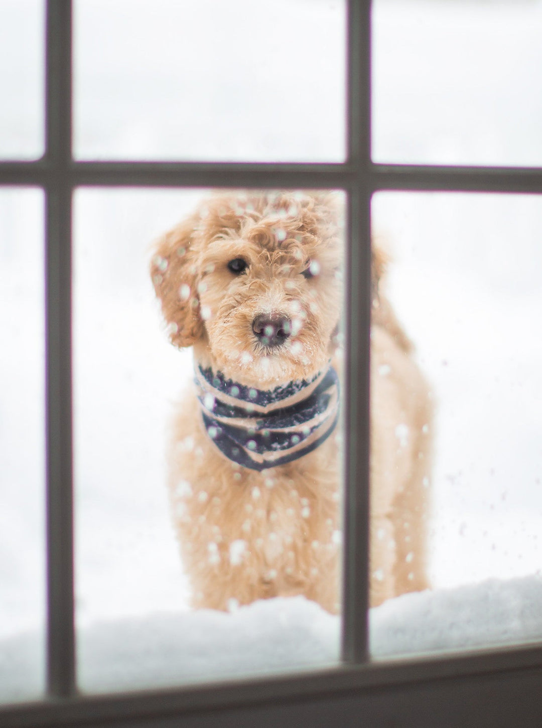 MB SNOOD - Dog Snood for Cold Weather Comfort
