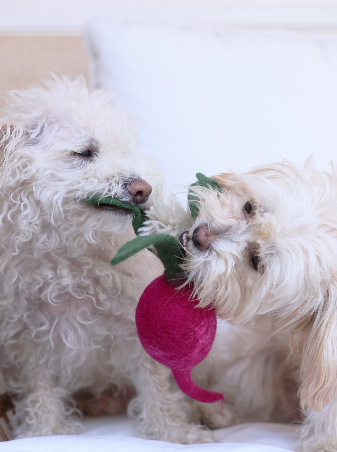 Wool Dog and Cat Toy for Farm-Fresh Fun