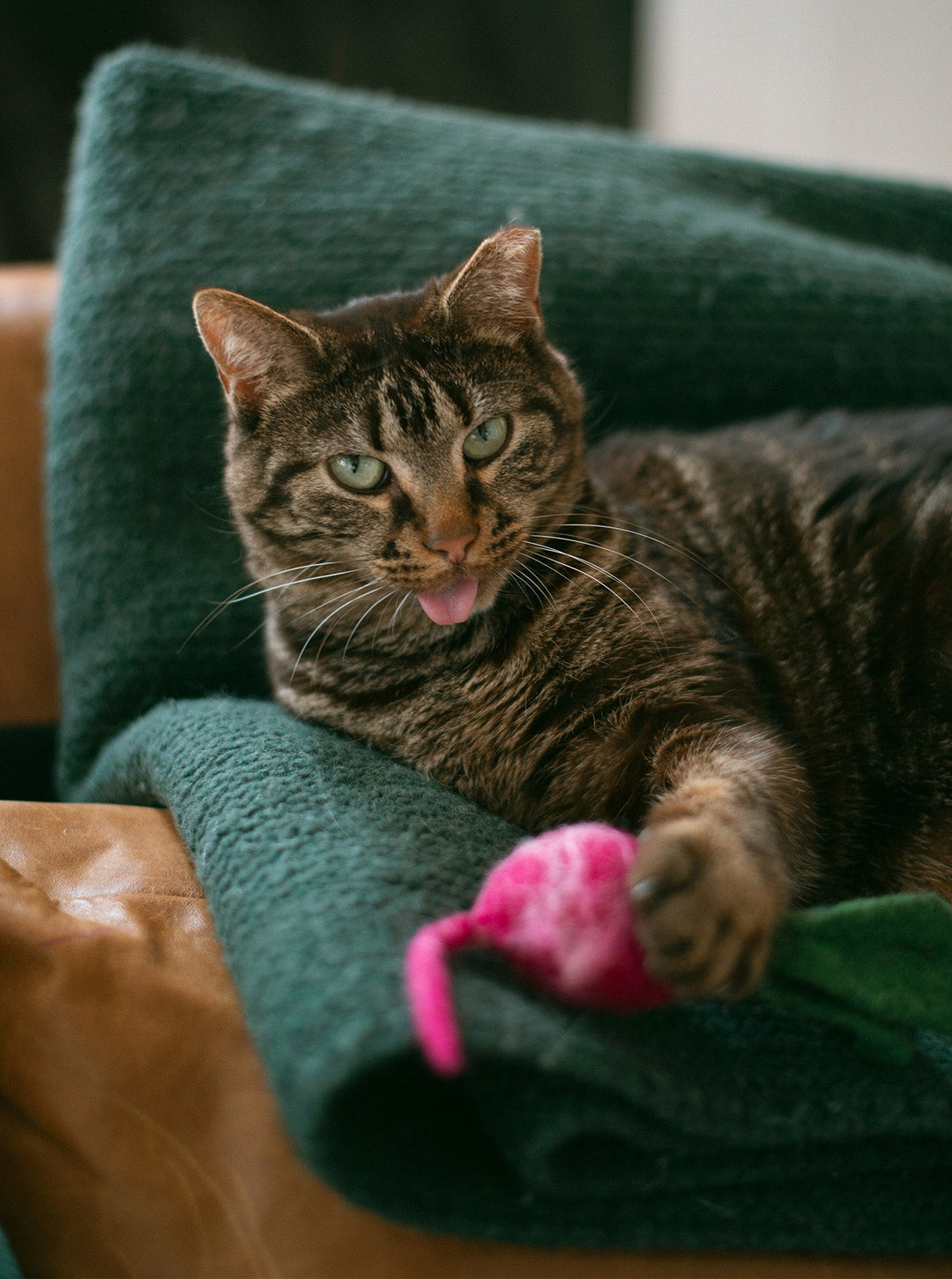 Wool Dog and Cat Toy for Farm-Fresh Fun