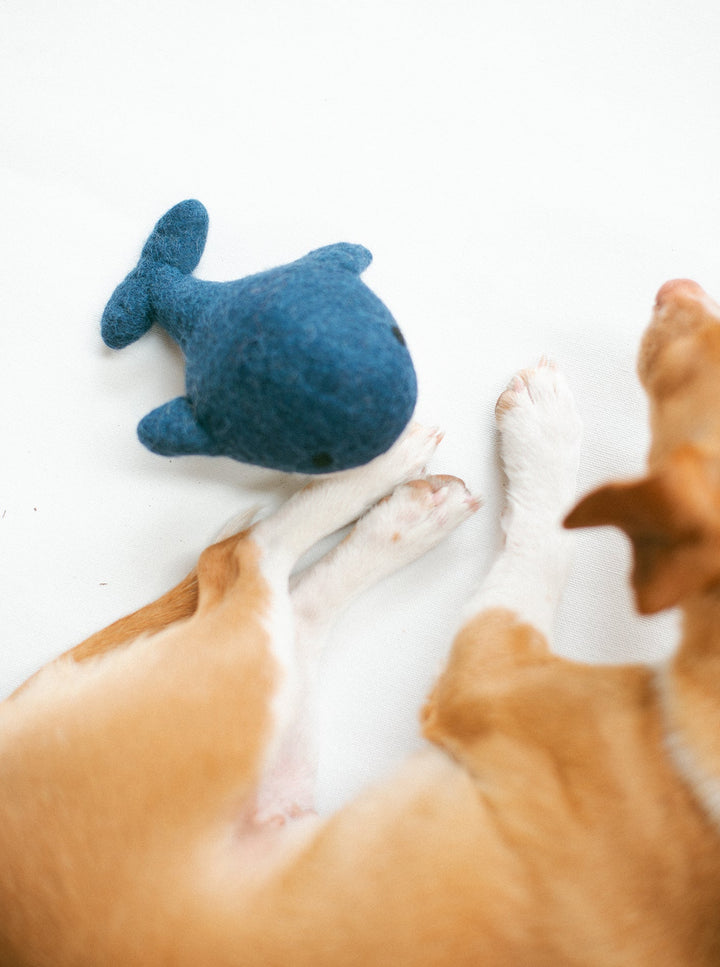 Wool Dog Toy for Energetic Playtime Fun