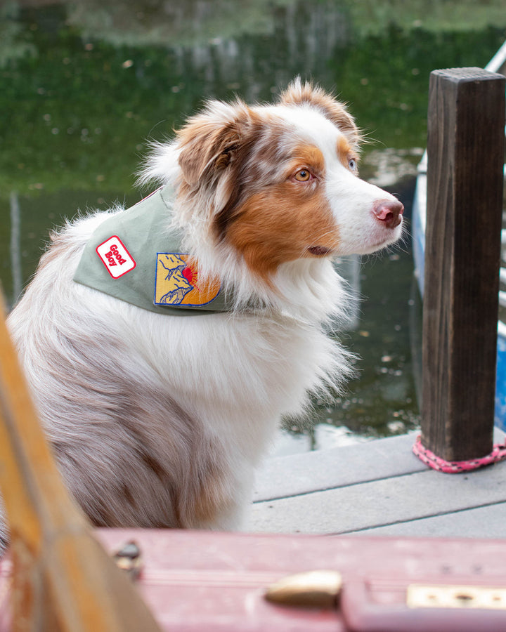 Dog Adventure Bandanas for Every Journey