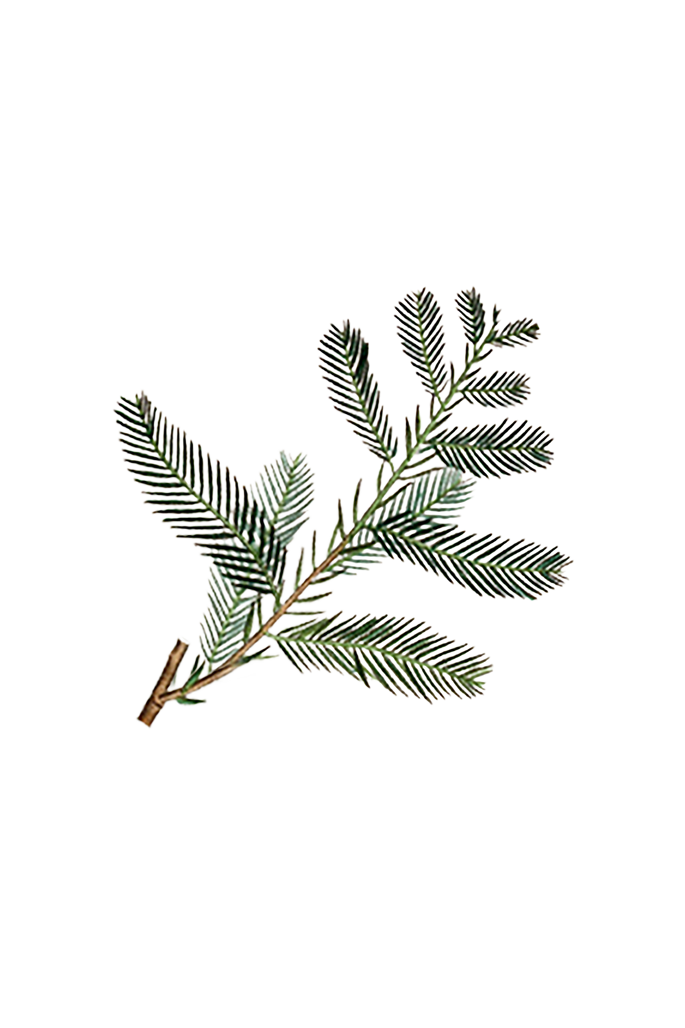 Rustic Strength Cypress Essential Oil