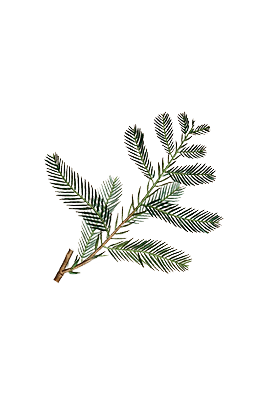 Rustic Strength Cypress Essential Oil