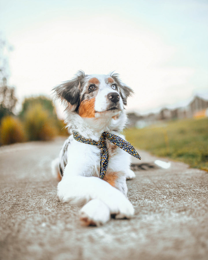 Adventure Necktie for Dogs and Pets - Unique Design