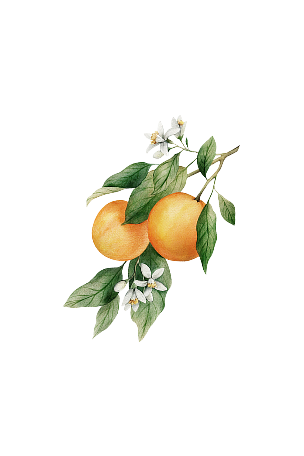 Rustic Strength Orange Essential Oil