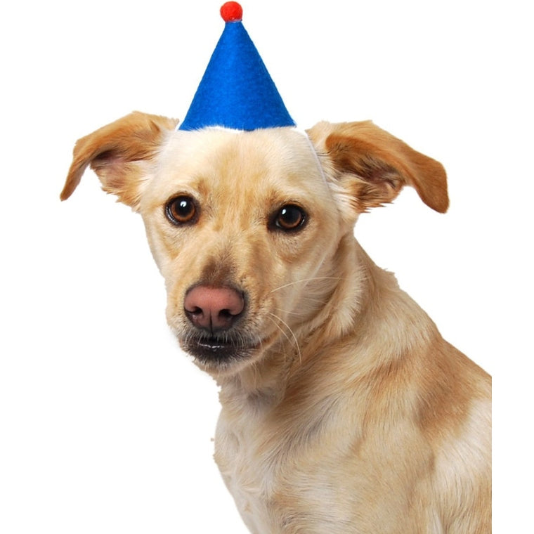 PAWTY HAT