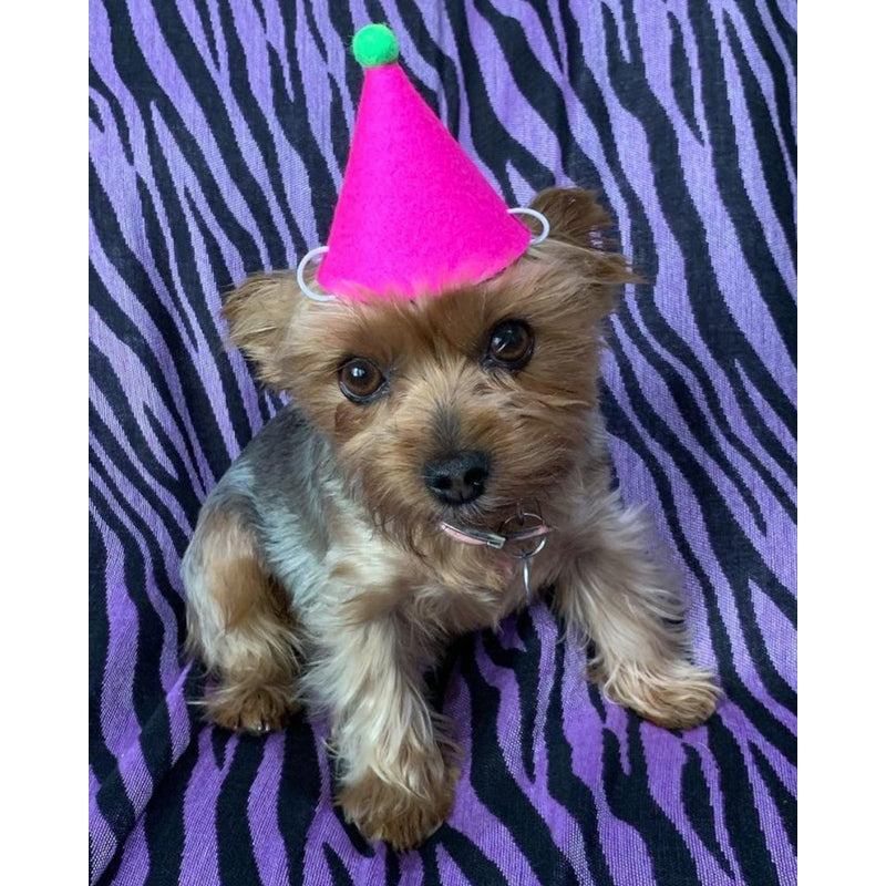 PAWTY HAT