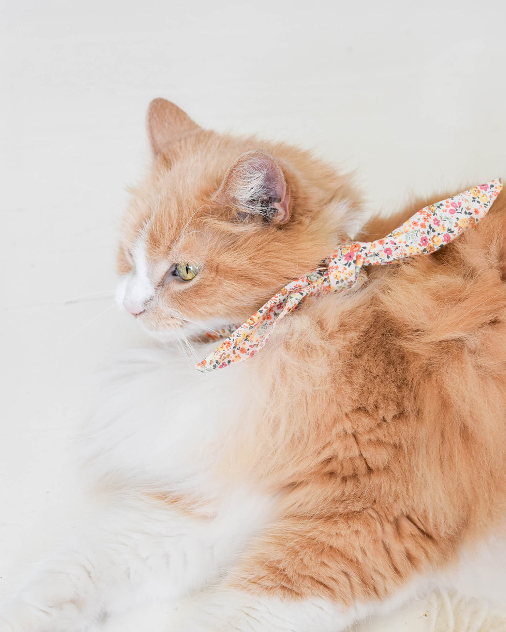 Adventure Necktie for Dogs and Pets - Unique Design