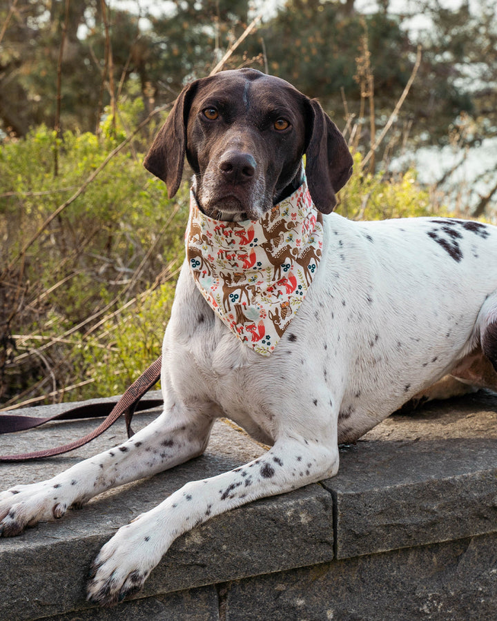 Dog Adventure Bandanas for Every Journey